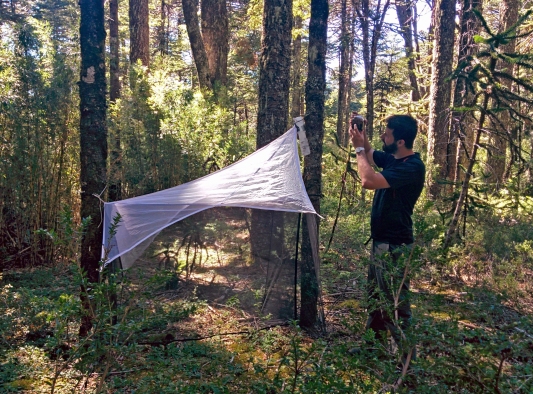 Malaise traps in southern Chile (2015)