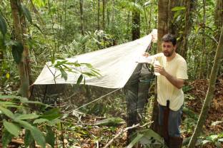 Malaise trapping in the Atlantic Forest (2013)